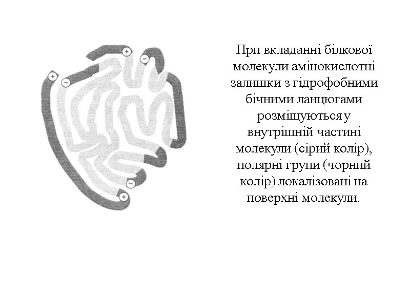 При вкладанні білкової молекули амінокислотні залишки з гідрофобними бічними ланцюгами розміщуються у внутрішній частині